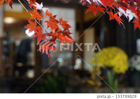 夜のモミジ 夜のモミジ 133789829