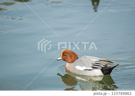 琵琶湖疏水を泳ぐヒドリガモ（オス）　京都市 133789862