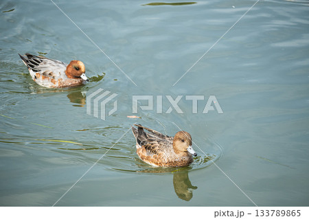 琵琶湖疏水を泳ぐヒドリガモ（オスとメス）　京都市 133789865