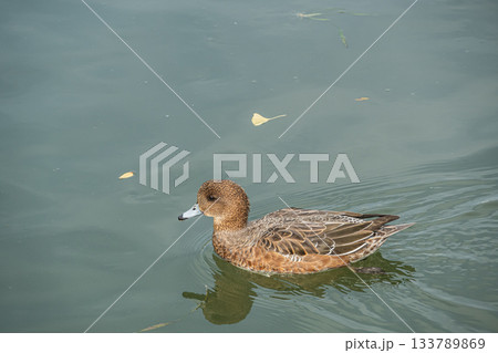 琵琶湖疏水を泳ぐヒドリガモ(メス) 京都市 琵琶湖疏水を泳ぐヒドリガモ(メス) 京都市 133789869