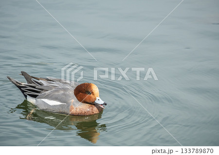 琵琶湖疏水を泳ぐヒドリガモ（オス）　京都市 133789870