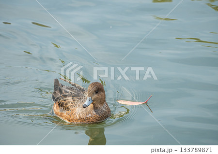 琵琶湖疏水を泳ぐヒドリガモ（メス）　京都市 133789871