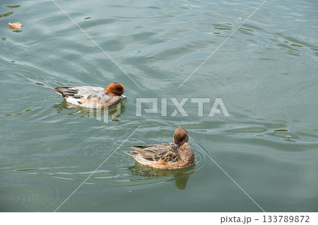 琵琶湖疏水を泳ぐヒドリガモ（オスとメス）　京都市 133789872