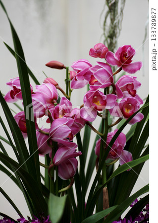 シンビジュウム シンビジュウム 133789877