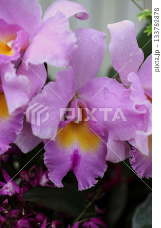 カトレア 133789878