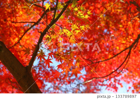 もみじ 紅葉 樹木 もみじ 紅葉 樹木 133789897