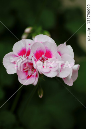 ペラルゴニウム ペラルゴニウム 133790000