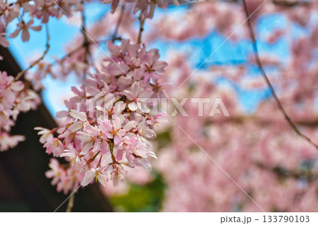 京都　水火天満宮　美しい枝垂れ桜（京都府京都市上京区） 133790103