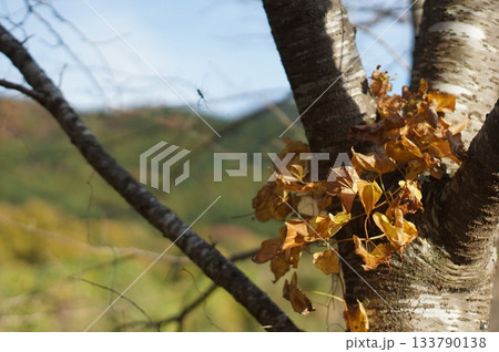 紅葉の葉 133790138