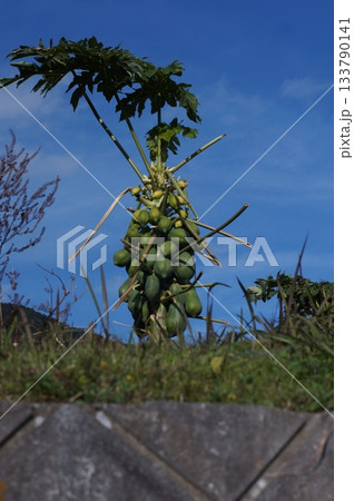 パパイヤの木 133790141