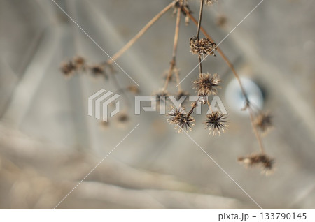 枯れた植物 133790145