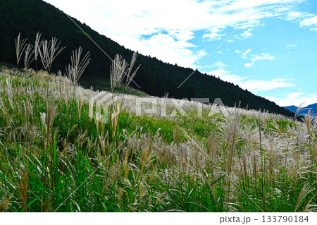 箱根 仙石原の景色 箱根 仙石原の景色 133790184