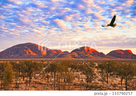 オーストラリア・世界遺産ウルルの絶景 133790257
