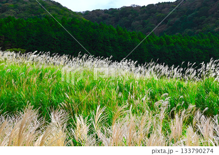 箱根　仙石原の景色 133790274