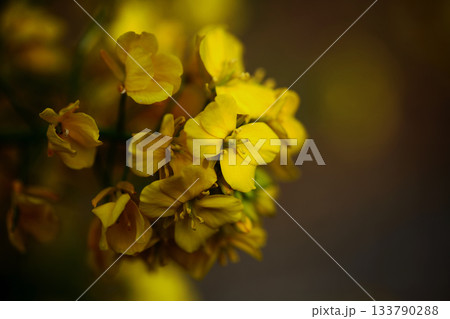 菜の花 菜の花 133790288