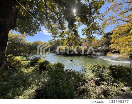 紅葉まであと少し 紅葉まであと少し 133790377