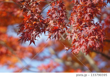 紅葉狩り 紅葉狩り 133790395