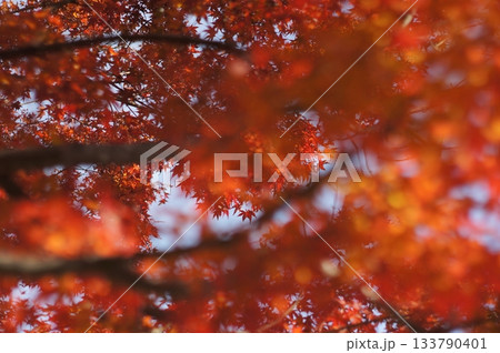夕日に透けるモミジ 夕日に透けるモミジ 133790401