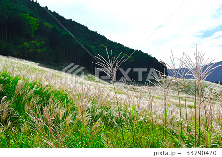 箱根　仙石原の景色 133790420