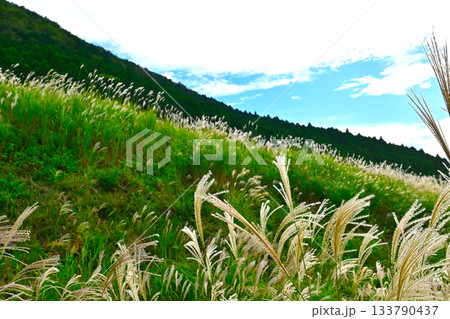 箱根 仙石原の景色 箱根 仙石原の景色 133790437
