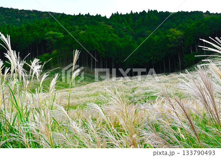 箱根 仙石原の景色 箱根 仙石原の景色 133790493