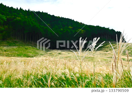 箱根　仙石原の景色 133790509