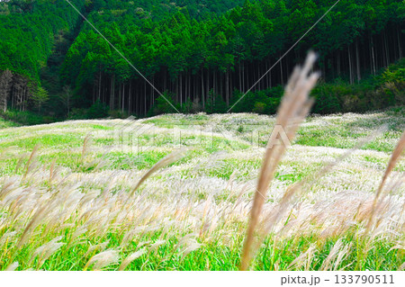 箱根 仙石原の景色 箱根 仙石原の景色 133790511
