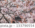 桜を撮るカメラ 133790554