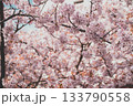 満開になった桜の木 133790558