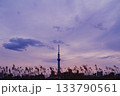 夕暮れのスカイツリーと薄 133790561
