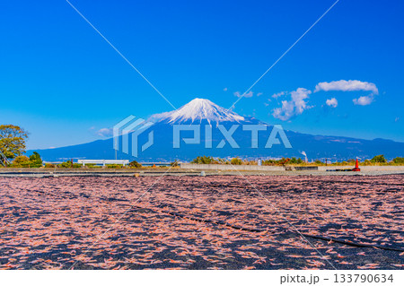 【静岡県】富士川河川敷の桜エビの天日干しと富士山 133790634