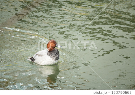 ホシハジロ（オス） 133790665