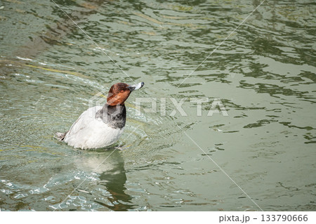 ホシハジロ（オス） 133790666