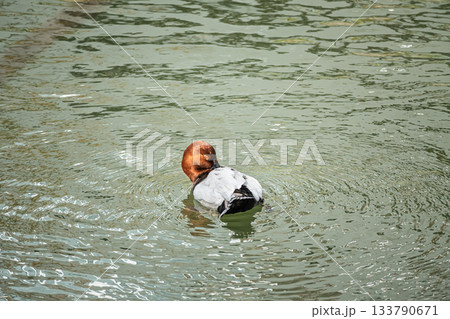 ホシハジロ（オス） 133790671