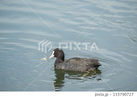 オオバン　琵琶湖疏水　京都市　 133790727