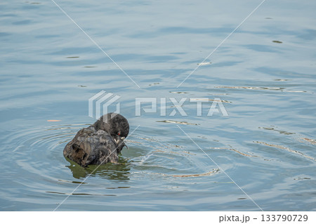 オオバン　琵琶湖疏水　京都市　 133790729