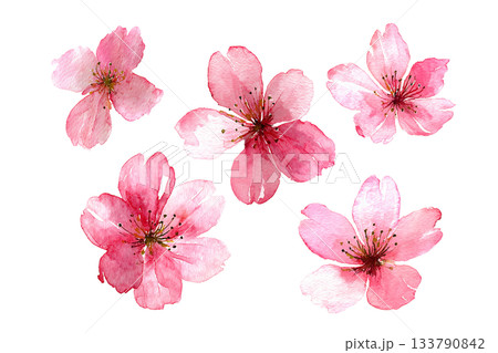 桜の花イラストセット・春・切り抜き素材・水彩風 133790842
