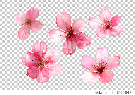桜の花イラストセット・春・切り抜き素材・水彩風 133790842