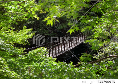ロマンチック茨城（「緑の架け橋」人と自然の共存共栄を大切にしたいですね。）高萩市、花貫渓谷・吊り橋 133790913