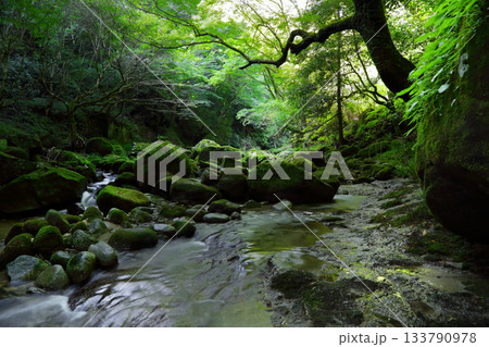 ロマンチック茨城（夏も過ぎ去ろうとしている渓谷に、緑の光が風と共に去りゆく。）高萩市、花貫渓谷 133790978