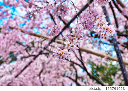 京都 水火天満宮 美しい枝垂れ桜(京都府京都市上京区) 京都 水火天満宮 美しい枝垂れ桜(京都府京都市上京区) 133791028