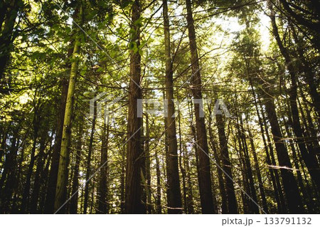 Tall coniferous trunks are rising in flat forest illustration, with pine needles and dappled light Tall coniferous trunks are rising in flat forest illustration, with pine needles and dappled light 133791132