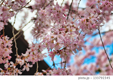 京都 水火天満宮 美しい枝垂れ桜(京都府京都市上京区) 京都 水火天満宮 美しい枝垂れ桜(京都府京都市上京区) 133791545