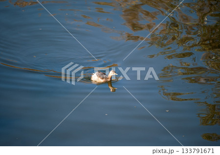 信濃川・やすらぎ堤の鳰(かいつぶり) 133791671