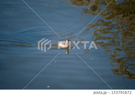 信濃川・やすらぎ堤の鳰(かいつぶり) 133791672