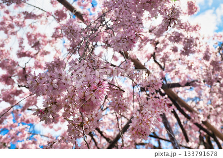 京都 水火天満宮 美しい枝垂れ桜(京都府京都市上京区) 京都 水火天満宮 美しい枝垂れ桜(京都府京都市上京区) 133791678