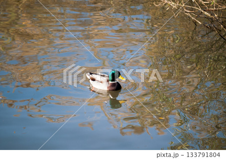 信濃川・やすらぎ堤の真鴨(まがも) 133791804