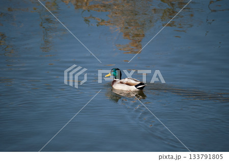 信濃川・やすらぎ堤の真鴨(まがも) 133791805