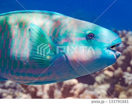 美しいヒブダイ。美しいサンゴ礁と熱帯魚の群れ。 嘉比島沖縄県 島尻郡慶良間諸島座間味島-2025 133791881