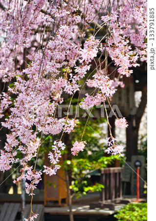 京都 水火天満宮 美しい枝垂れ桜(京都府京都市上京区) 京都 水火天満宮 美しい枝垂れ桜(京都府京都市上京区) 133791885